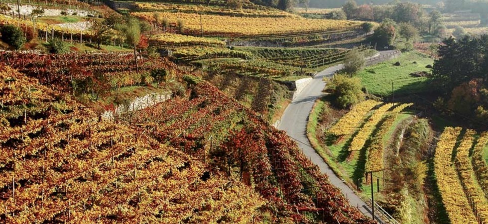 Foto delle vigne della cantina Vivallis